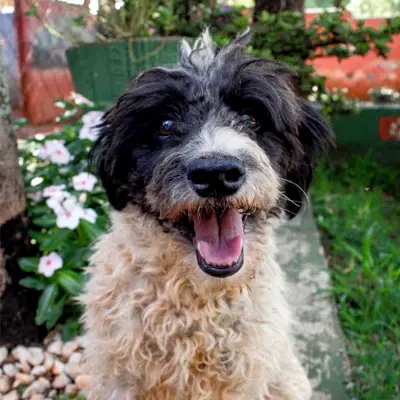 foto-cão-para-adoção