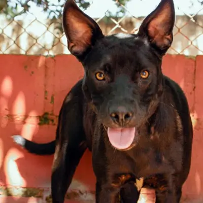 foto-cão-para-adoção