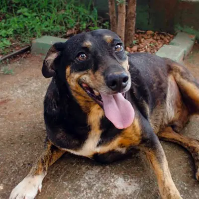foto-cão-para-adoção