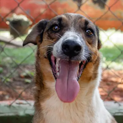 foto-cão-para-adoção