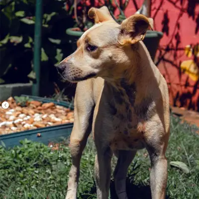 foto-cão-para-adoção