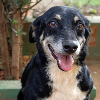 foto-cão-para-adoção