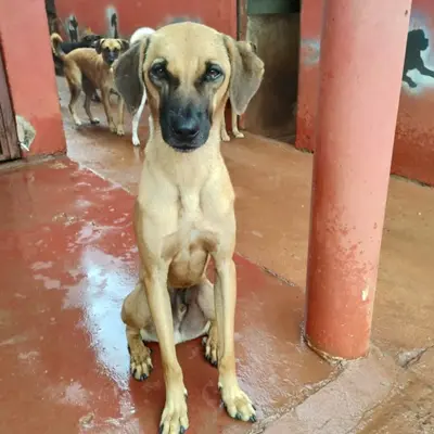 foto-cão-para-adoção