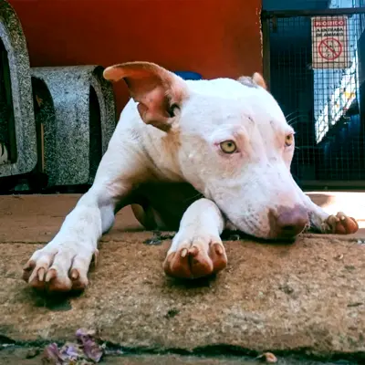 foto-cão-para-adoção