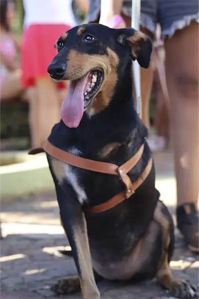 foto-cão