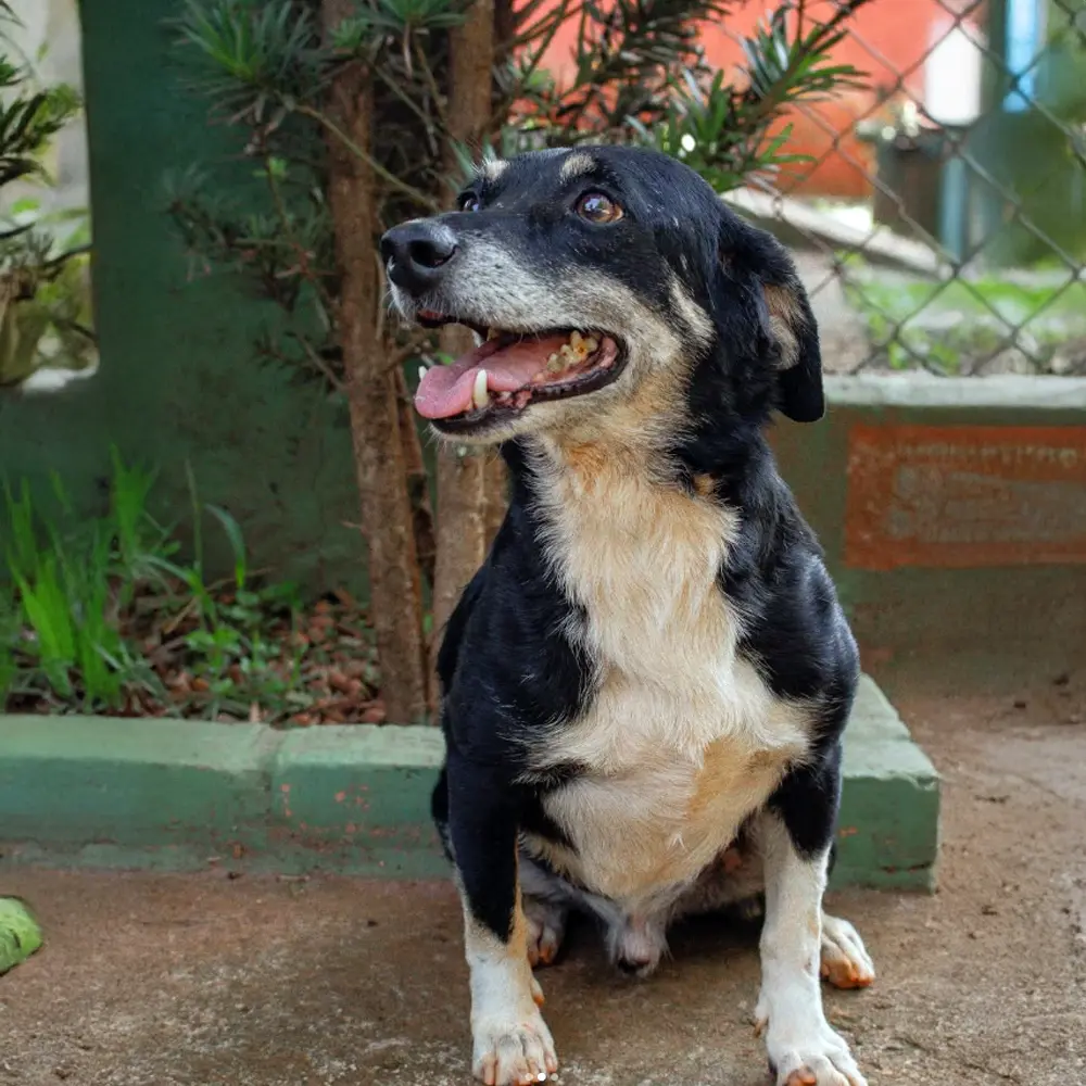 transparência ONG Todo Bicho